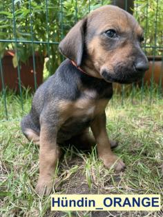 Bildhübscher schlauer Ridgeback Mix - 1x Rüde 8x Hündin