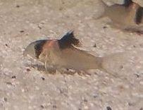 25x Corydoras Burgessi 3 5 - 4 cm Rarität