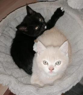 Norwegische Waldkatze