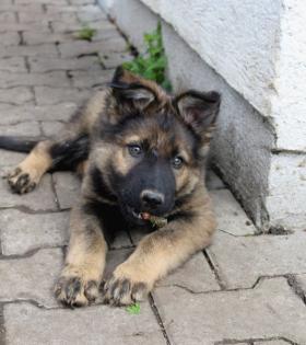 Ork Rüde Welpe Altdeutscher Schäferhund DDR Linien