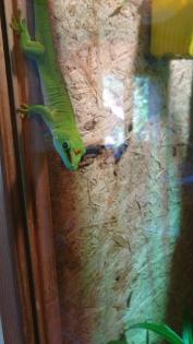 Madagaskar Taggecko 10 Jahre alt