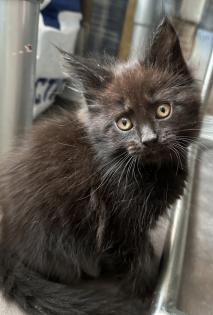 Maine Coon Alter-Moderator Typ mix