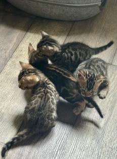 Reinrassige Bengal Kitten mit TICA Stammbaum Brown Rosetted und Marbelt