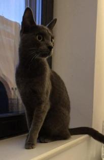 Missy - Edle Russisch Blau-Mix-Katzendame sucht Zuhause
