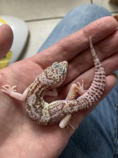 1. 0 Raptor Het Diablo blanko Leopargecko Männchen Enz 22 Übergabe Houten oder Hamm möglich snake r