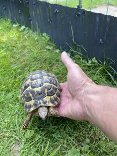 Zwei Eier legende griechische Landschildkröten abzugeben