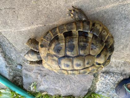 Verkaufe 2 griechische Landschildkröten männlich