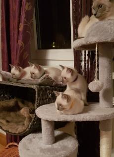 Siam / Thai Kitten Blue Point Babys Kätzchen. 1 Junge. Abgabebereit.