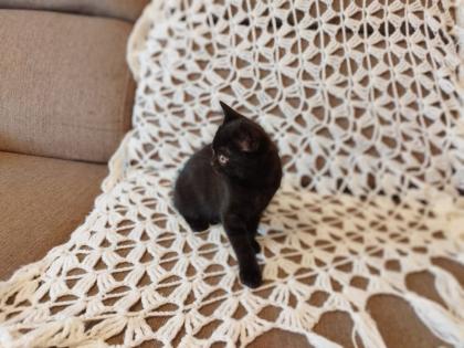 BKH Katze Black Gold Tabby Classic