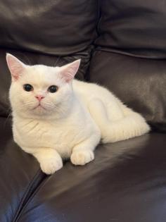 BKH Deckkater Boncuk