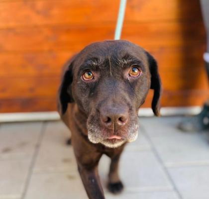 Korea - ein typischer Labrador