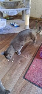 Auf der Suche nach einem liebevollen Zuhause Zwei besondere Katzen suchen gemeinsam ein neues Zuhau
