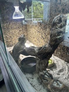 Bartagame Coco Weibchen