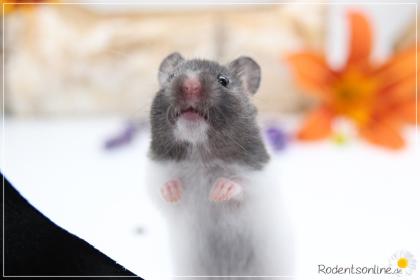 Zauberhafte zahme Goldhamster und Teddyhamster