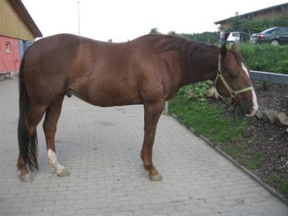 Lieber Painthorse Wallach abzugeben