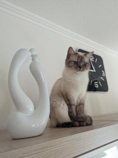 Reinrassige BKH Kitten