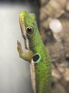 Phelsuma Quadriocellata