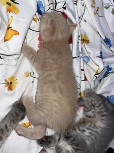 BKH-EKH Kater Kitten Kätzchen