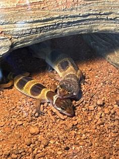 Junge Leopardgeckos abzugeben