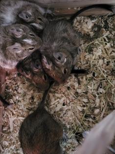 Degu Mädls mit Nagarium