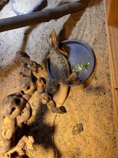 Bartagame Baghira sucht liebevolles neues Zuhause