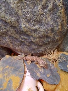 Stenodaktylus Petry mit Terrarium