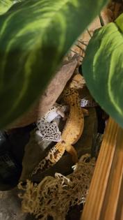 Zwei Leopardgeckos Weibchen