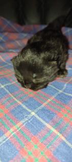 Reinrassige Perser Kitten