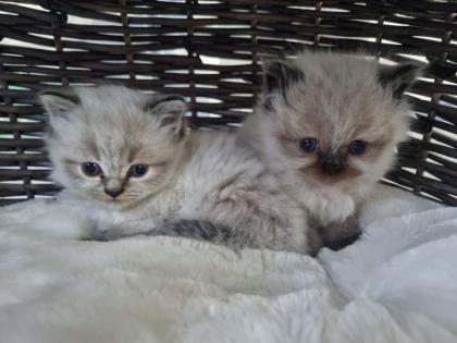 BLH/Ragdoll Kitten suchen ein liebevolles Zuhause