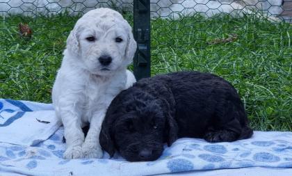 Goldendoodle F1B Welpen