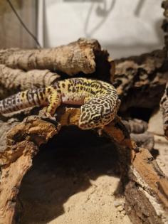 2 Geckos da ich das Hobby aufgeben muss