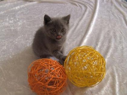 Reinrassiges Kartäuser-Weibchen Kitte
