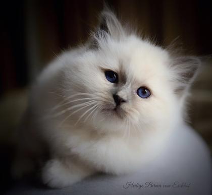 Heilige Birma Kitten mit Stammbaum aus Vereinsregistrierter Hobbyzucht