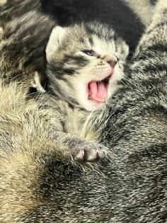 BKH/ EKH Kitten Babykatzen