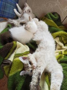 Abgabebereit Sibirische Kätzchen Neva Masquarade Kitten weiß Katze