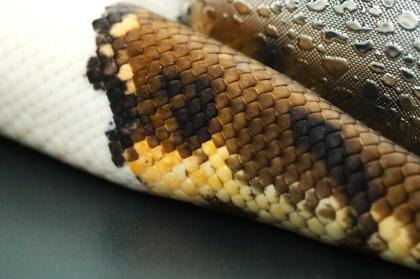 1. 0 Orange Dream Pied Proven Breeder