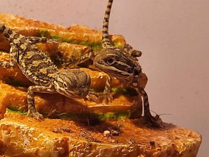 Zwergbartagamen Jungtiere Pogona Henrylawsoni