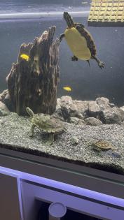 3 Wasserschildkröten Aquarium Technik und Zubehör