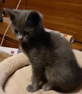 Süße blaue Kätzchen Kitten abzugeben