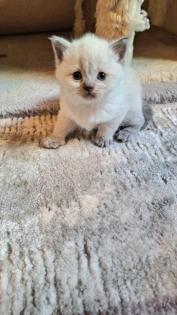Zuckersüße BKh Kitten reinrassig suchen liebevolles Zuhause