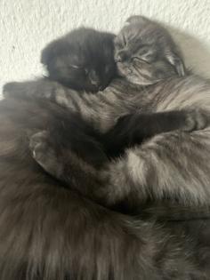 Perser/Scottish fold Mix