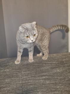 Meine verschmuste Dame Luna