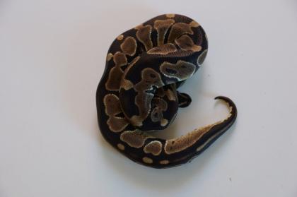 Königspython / Python Regius / 66 het. Piebald / DNZ 2021 / 2x 0. 1