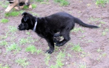 Onyx Rüde Welpe Altdeutscher Schäferhund DDR Linien