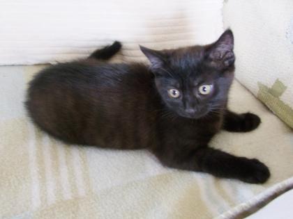 Süße kleine Kätzchen / Kitten / Katzenbabys