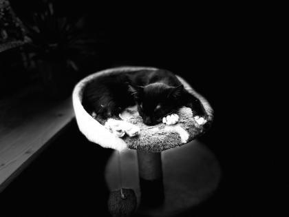 Kitten Kätzchen Junge Waldkatze