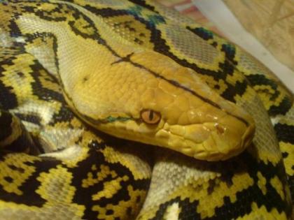 Netzpython Bali von 08 abzugeben
