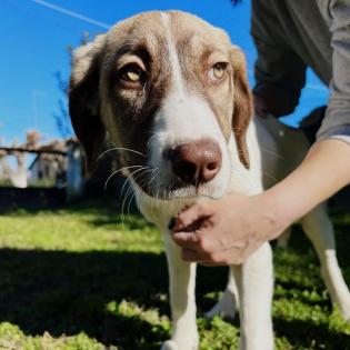 Hazel / Status sucht ein zu Hause