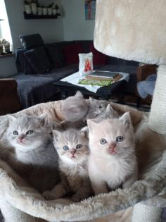 Reinrassige süße Britisch-Kurzhaar Kitten warten auf Dich