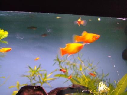 Biete euch hier Junge Platy s an es sind gesunde Tiere